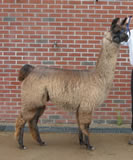 Bauernheim's Hershie Kiss - Female